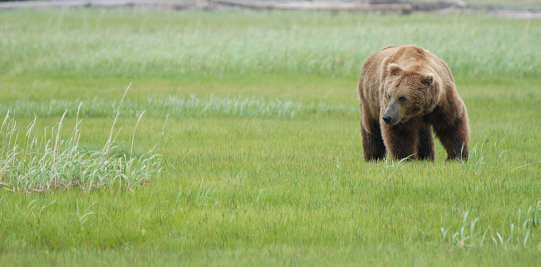 Exploradus tracking grizzly bears in Yellowstone National Park